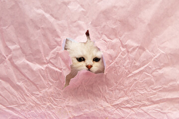 Small white British kitten looks through a hole in pink paper.