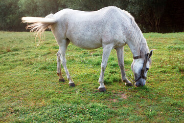 Female Horse grazing fresh green grass . White domestic mare at the pasture 