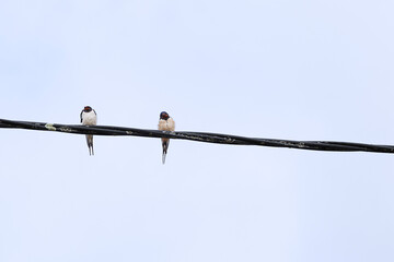 Two swallows (Hirundo rustica) perched on a wire