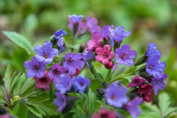 Delicate spring flowers of lungwort. Wild spring forest flowers