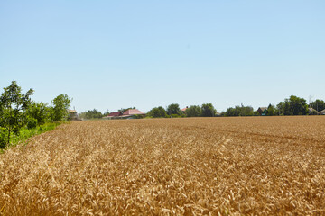 Fototapeta premium Combine harvester in action on wheat field. Process of gathering a ripe crop.