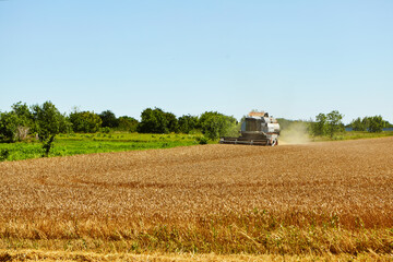 Combine harvester in action on wheat field. Process of gathering a ripe crop.