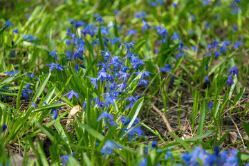 Blooming Siberian Scilla and sunny forest glade in early spring