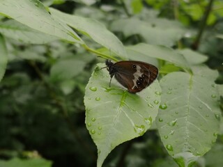 Butterfly after the rain II
