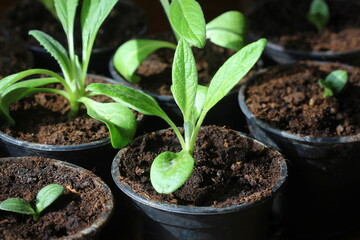 Gardening concept. Young seedling of artichokes growing in pot on windowsill