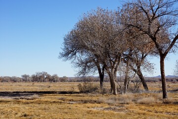 Fototapeta na wymiar Bosque Del Apache National Wildlife Refuge in New Mexico