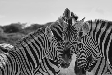 Zebras putting their heads together in Etosha National Park 