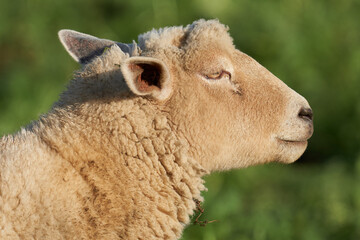 Wollschaf im Profil