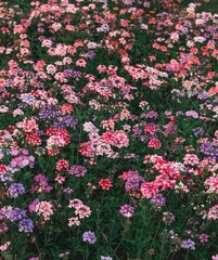 Naklejka premium Pink flowers in the garden