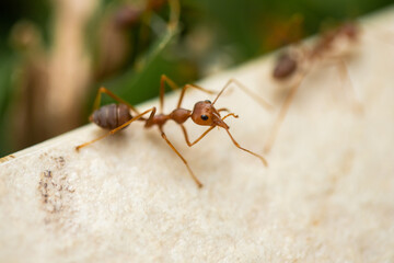 Red ant,Weaver Ants (Oecophylla smaragdina) or semut rangrang. selective focus and blurry image.