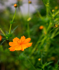 orange flower photo