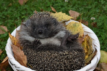 Igel, Herbst, Stachel, Stacheln, kuscheln, bequem, Korb, Körbchen, Blatt, Blätter, Laub,...