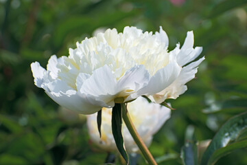 Beautiful lonely terry white pion flower on blurred multicolored floral background.