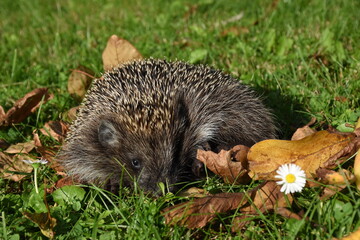 Igel, Herbst, Stachel, Apfel, Fallobst, Wiese, Gras, Stacheln, Schnauze, Nase, Jungtier, Jung,...