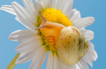 Snail on chamomile, natural background chamomile on the background of the sky