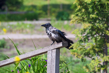 A wet crow sits on a wooden handrail in the park