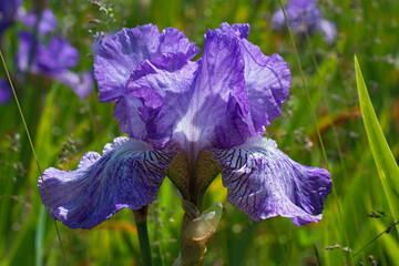 Macro view of fresh violet iris flower