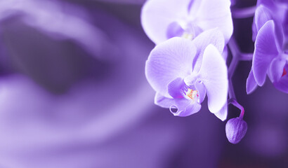 Fototapeta na wymiar Beautiful fresh orchid flower close up copy space. Floral background.