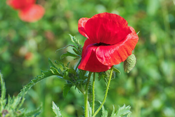 Beautiful  lonely red  fresh poppy flower with green leaves and  bud
