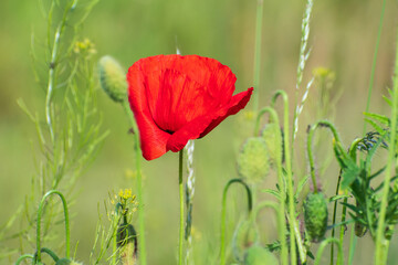 Beautiful  lonely red  fresh poppy flower and some buds