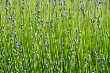 Glade of blooming lavender flowers on blurred floral background