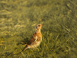 quail in the grass