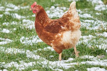Braune Henne in Freilandhaltung im Winter