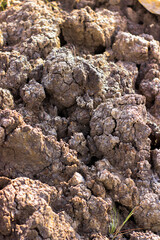 stone brown