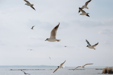 A flock of beautiful white, gray seagulls fly, soar over the sea, wavy ocean in spring time against the background of blue sky and clouds.