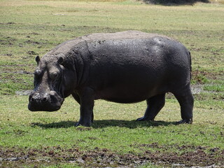 a rhino on the grass