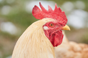 Portrait eines weissen Hahns, Blickrichtung zur Seite