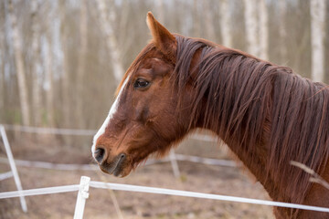 Horse on nature. Portrait of a horse, brown horse