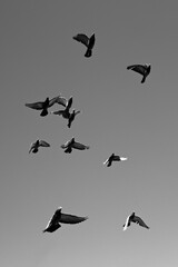 birds in flight