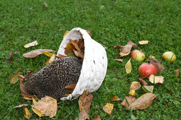 Igel, Herbst, Stachel, Stacheln, kuscheln, bequem, Korb, Körbchen, Blatt, Blätter, Laub,...