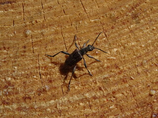 Rhagium inquisitor, the ribbed pine borer on wood in sunlight.