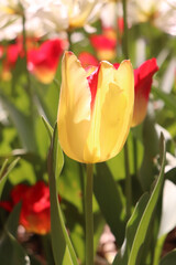 チューリップ 春 赤い 黄色 美しい 綺麗 かわいい 鮮やか 花畑 新生活 満開 