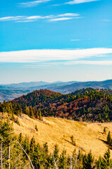 Fototapeta na wymiar Close-up mountain slope with green fir trees and yellowed grass, hill mountain range nature Carpathians, Ukraine