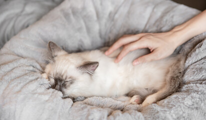 A hand is stroking the sleeping kitten in soft cat bed 