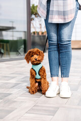 Red Toy Poodle pup with young pretty woman. Dog with owner.