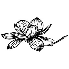 Fototapeta premium Trendy doodle illustration with black magnolia outline. Spring flower hand drawn vector illustration. Black and white with line art on white backgrounds