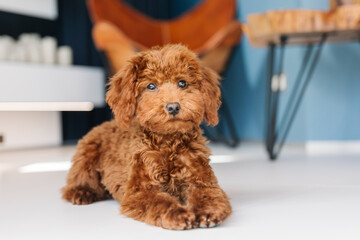 Red Toy Poodle pup at home