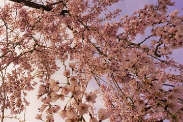 枝垂桜