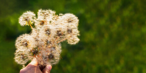 A bouquet of dandelions in your hand. A conceptual summer banner. White fluffy dandelions in the bright warm light. Natural layout for the design of postcards, websites, signage, posters, copy space