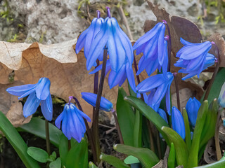 The first spring flowers of snowdrops in the forest against the background of last year's leaves....