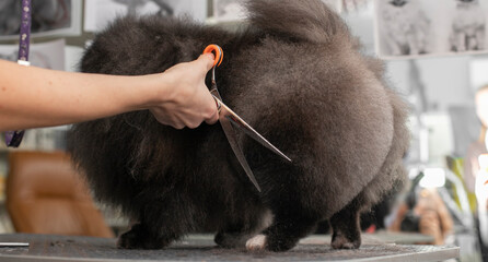 Spitz grooming. Grooming by a professional groomer in the salon. Happy dog at the groomer. Pet haircut. Dog show