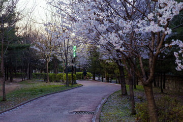 A park road in full bloom