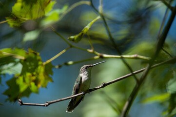 Ruby-Throated Hummingbird