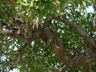 Fototapeta premium a leopard in a nationalpark