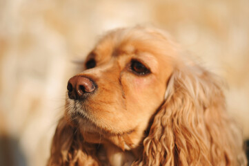 Happy red cocker spaniel puppy portrait outdoors in summer.