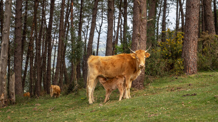 Cow looking